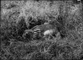 Diorama från Biologiska museets utställning om nordiskt djurliv i havs-, bergs- och skogsmiljö. Fotografi från omkring år 1900.
Biologiska museets utställnig
Hare
Skogshare
Lepus Timidus (Linnaeus)