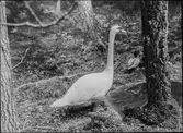 Diorama från Biologiska museets utställning om nordiskt djurliv i havs-, bergs- och skogsmiljö. Fotografi från omkring år 1900.
Biologiska museets utställning
Svan
Knölsvan
Cygnus Olor (Gmelin)
And
Gräsand
Anas Platyrhynchos (Linnaeus)