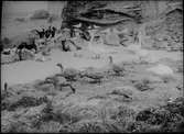 Diorama från Biologiska museets utställning om nordiskt djurliv i havs-, bergs- och skogsmiljö. Fotografi från omkring år 1900.
Biologiska museets utställning
Svan
Sångsvan
Cygnus Cygnus (Linnaeus)
Skarv
Phalacrocorax Carbo (Linnaeus)