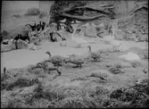 Diorama från Biologiska museets utställning om nordiskt djurliv i havs-, bergs- och skogsmiljö. Fotografi från omkring år 1900.
Biologiska museets utställning
Svan
Sångsvan
Cygnus Cygnus (Linnaeus)
Skarv
Phalacrocorax Carbo (Linnaeus)