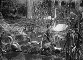 Diorama från Biologiska museets utställning om nordiskt djurliv i havs-, bergs- och skogsmiljö. Fotografi från omkring år 1900.
Biologiska museets utställning
Storlom
Gavia Arctica (Linnaeus)
Svan
Knölsvan
Cygnus Olor (Gmelin)