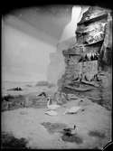Diorama från Biologiska museets utställning om nordiskt djurliv i havs-, bergs- och skogsmiljö. Fotografi från omkring år 1900.
Biologiska museets utställning
Svan
Sångsvan
Cygnus Cygnus (Linnaeus)
Korp
Corvus Corax (Linnaeus)