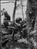 Diorama från Biologiska museets utställning om nordiskt djurliv i havs-, bergs- och skogsmiljö. Fotografi från omkring år 1900.
Biologiska museets utställning
Björn
Brunbjörn
Ursus Arctos (Linnaeus)
Berguv
Bubo Bubo (Linnaeus)
