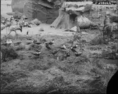 Diorama från Biologiska museets utställning om nordiskt djurliv i havs-, bergs- och skogsmiljö. Fotografi från omkring år 1900.
Biologiska museets utställning