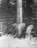 Joel och Per Hansson (född 1864, bonde på Åsmundshyttan nr 9). Timmerhuggning som man gjorde förr med en tvåmans stocksåg. Bilden finns med i Torsåkers Fotohistoriska Sällskap. Bild 4:9