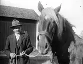 Hästen Jonas och Joel Hansson hemma på Stallbacken vid 
