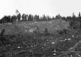 Nysått svedjeland vid Södra Ängen, Märrtjärn, Gräsmark i Värmland.