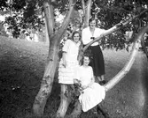 Stadsträdgården. Tidsomfånget är 1900 - 1940