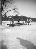 Ko får dra släden. Tidsomfånget är 1900 - 1940