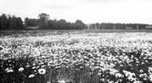 Blomsteräng. Tidsomfånget är 1900 - 1940