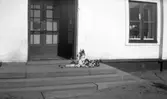 Tolvfors Herrgård, hund på trappan.           Tidsomfånget är 1900 - 1940