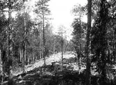 Klapperstensås. Tidsomfånget är 1900 - 1940