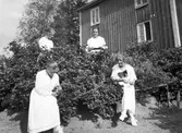 Bärplockning. Tidsomfånget är 1900 - 1940