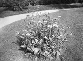 Blommor i trädgården. Tidsomfånget är 1900 - 1940