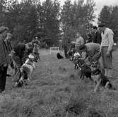 Hunddressyrkurs.
27 september 1955.