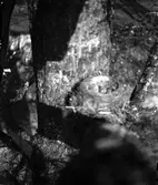 Åby (Films). Juni 1899