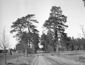 Åby. Allén. Den 28 april 1906.