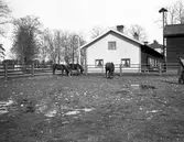 Åby. Unghästarna. Den 28 april 1906.