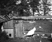 Höna med kycklingar. Åby. Den 10 juni 1906.