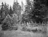 Motiv från fäboden. År 1906.