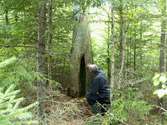 Tjärtall
Foto av tjärtall. Tallen död sedan länge. Spår av sk tjäruväckeri, där levande tallar skattades på tjärved. Vid tallen sitter Per Holmgren. 
505 a, 2007-07-15, reg i FMIS.