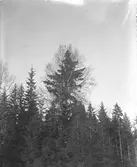 Skog.