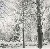 Foto från sydöstra sidan, taget före avverkningen i mars 1969.