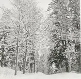 Blackstads kyrka. Foto från öster (från Hallingebergsvägen), taget före avverkningen i mars 1969.