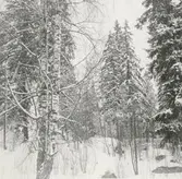 Blackstads kyrka. Foto från öster (från Hallingebergsvägen), taget före avverkningen i mars 1969.