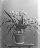 Mönjelilja på ett bord.