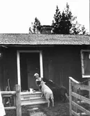 Flicka matande fyra lamm.
Originaltext: Från min glada sommar i Vittersjö stugan. Cissi Löfgren.