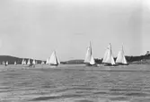 Gävle Segelsällskap. År 1925. Norrlandsregattan i Sundsvallsfjärden, bl.a. runt Alnön.