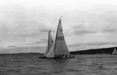 Gävle Segelsällskap. År 1925. Norrlandsregattan i Sundsvallsfjärden, bl.a. runt Alnön.