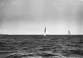 Gävle Segelsällskap. År 1925. Norrlandsregattan i Sundsvallsfjärden, bl.a. runt Alnön.