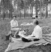 Picnic i skogen

