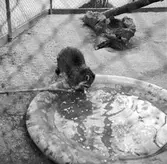 Tvättbjörn i Furuvik

