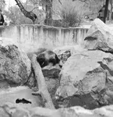 Björnarna i Furuvik

