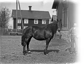 Josef Erikssons häst Lotta