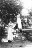 I trädgården på herrgården, Lenninge 6:42. Kvinnorna som plockar frukt är okända. Foto 1917.