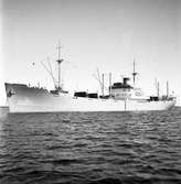Gävle hamn, invasion av fartyg. Augusti 1950.




