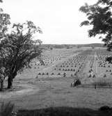 Skördebilder tagna utanför Storvik. Augusti 1950.




