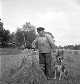 Skördebilder tagna utanför Storvik. Augusti 1950.




