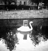 Konsum Alfa. Svan i Gavleån, Persil reklam. 10 oktober 1950.



