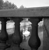 Konsum Alfa, svan i Gavleån, Persil reklam. 10 oktober 1950.

