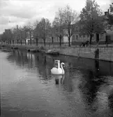 Konsum Alfa, svan i Gavleån, Persil reklam. 10 oktober 1950.
