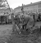 Gävle stads Sparbank, plantering av ek vid Nynäs. 31 oktober 1950.


