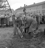 Gävle stads Sparbank, plantering av ek vid Nynäs. 31 oktober 1950.


