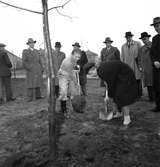 Gävle stads Sparbank, plantering av ek vid Nynäs. 31 oktober 1950.


