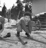 Fettisdagstävlingarna, skolungdomens skidtävlingar. 13 februari 1951.


