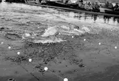 Simtävling i Skutskärsbadet. 8 augusti 1952.
